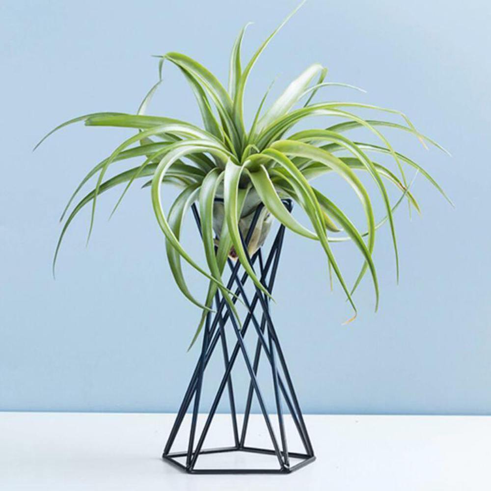 Twisted Geometric Metal Air Plant Stand