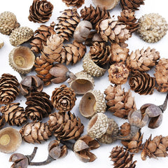 50PCS Natural Dried Flowers Pinecone Series